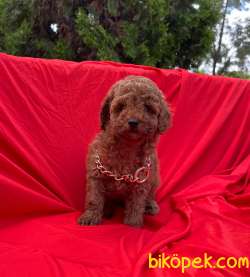 Red Brown Dişi Erkek Toy Poodle Yavrular 2