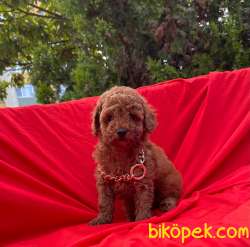 Red Brown Dişi Erkek Toy Poodle Yavrular 4