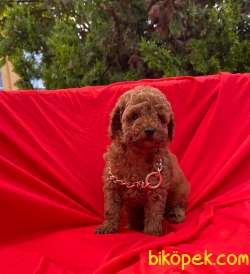 Red Brown Dişi Erkek Toy Poodle Yavrular 1