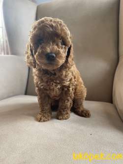 Red Brown Disi Erkek Toy Poodle Yavrularimiz 2
