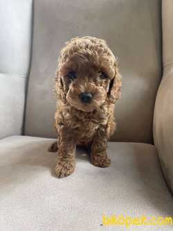 Red Brown Disi Erkek Toy Poodle Yavrularimiz 1
