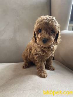 Red Brown Disi Erkek Toy Poodle Yavrularimiz 3
