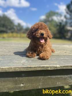 Red Brown Disi Toy Poodle Bebekler 1