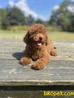 Red Brown Disi Toy Poodle Bebekler 3