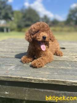 Red Brown Disi Toy Poodle Bebekler 2