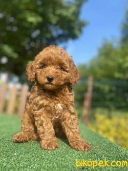 RED BROWN DİŞİ TOY POODLE YAVRUMUZ 4