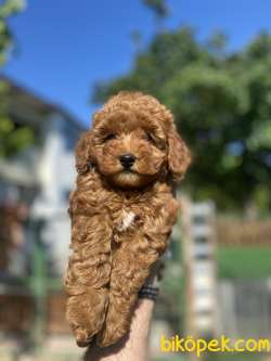 RED BROWN DİŞİ TOY POODLE YAVRUMUZ 3