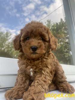 RED BROWN DİŞİ TOY POODLE YAVRUMUZ 1