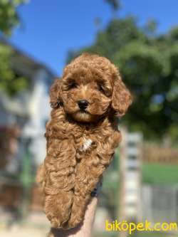 RED BROWN DİŞİ TOY POODLE YAVRUMUZ 5