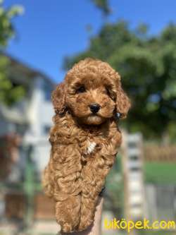 RED BROWN DİŞİ TOY POODLE YAVRUMUZ 2