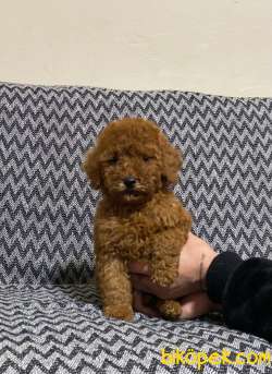 Red Brown Dişi Toy Poodle Yavrumuz