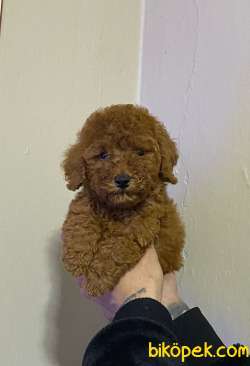 Red Brown Dişi Toy Poodle Yavrumuz 4