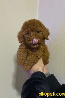 Red Brown Dişi Toy Poodle Yavrumuz 3