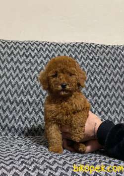 Red Brown Dişi Toy Poodle Yavrumuz 2