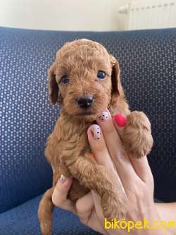 Red Brown Erkek Toy Poodle 2