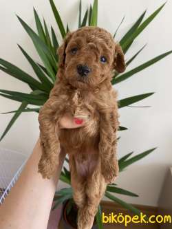 Red Brown Erkek Toy Poodle 1