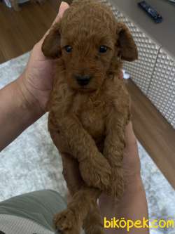 Red Brown Erkek Toy Poodle 3