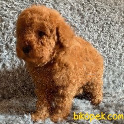 Red Brown Erkek Yavrularimiz 4