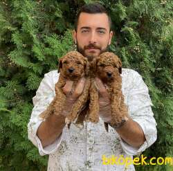 RED BROWN GERÇEK TOY POODLE BEBEKLERİMİZ 1