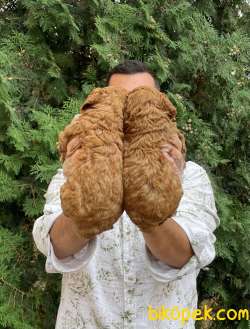 RED BROWN GERÇEK TOY POODLE BEBEKLERİMİZ 2
