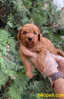 RED BROWN GERÇEK TOY POODLE BEBEKLERİMİZ 4