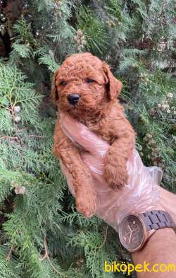 RED BROWN GERÇEK TOY POODLE BEBEKLERİMİZ 3