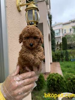 Red Brown Gerçek Toy Poodle Yavrular 2