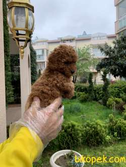 Red Brown Gerçek Toy Poodle Yavrular 4