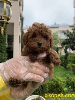 Red Brown Gerçek Toy Poodle Yavrular 5