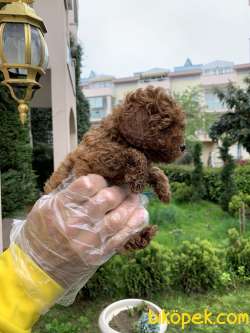 Red Brown Gerçek Toy Poodle Yavrular 3