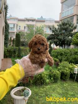 Red Brown Gerçek Toy Poodle Yavrular 1