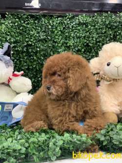 RED BROWN KESTANE RENGİ TOY POODLE DİŞİMİZ 2