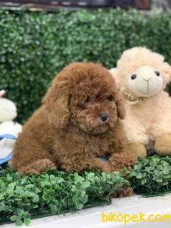 RED BROWN KESTANE RENGİ TOY POODLE DİŞİMİZ