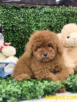 RED BROWN KESTANE RENGİ TOY POODLE DİŞİMİZ 3