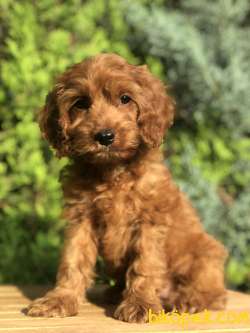 Red Brown MALTIPOO 1