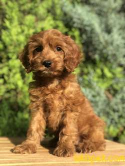 Red Brown MALTIPOO 3