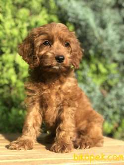 Red Brown MALTIPOO 2