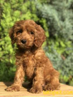 Red Brown MALTIPOO 4