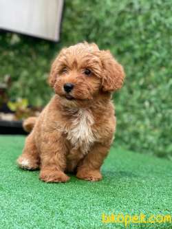 Red Brown Maltipoo Yavrularımız 3