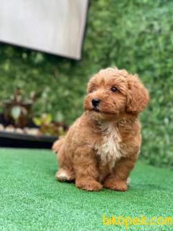 Red Brown Maltipoo Yavrularımız 1