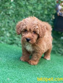 Red Brown Maltipoo Yavrularımız 2