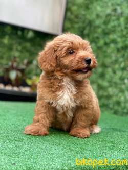 Red Brown Maltipoo Yavrularımız 4