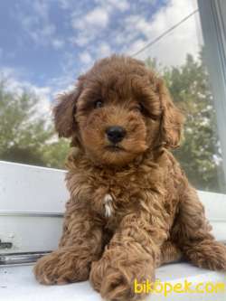 RED BROWN MİCRO CHİPLİ PASAPORTLU TOY POODLE BEBEKLER 3