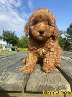 RED BROWN MİCRO CHİPLİ PASAPORTLU TOY POODLE BEBEKLER 2