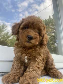 RED BROWN MİCRO CHİPLİ PASAPORTLU TOY POODLE BEBEKLER 4