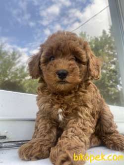 RED BROWN MİCRO CHİPLİ PASAPORTLU TOY POODLE BEBEKLER 1