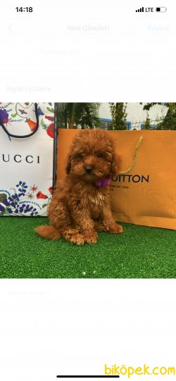 Red Brown Mini Toy Poodle Bebeklerimiz 1