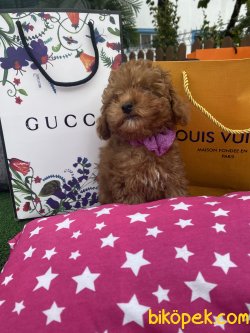 Red Brown Mini Toy Poodle Bebeklerimiz 2