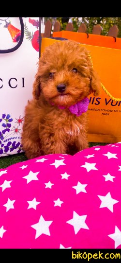 Red Brown Mini Toy Poodle Bebeklerimiz 3