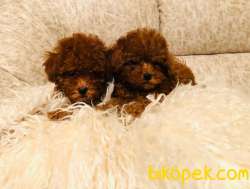 Red Brown Mini Toy Poodle  Kore Kanı 1